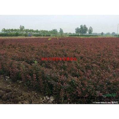 萬綠園林塔松價格_塔松圖片_塔松產地_塔松綠化苗木苗圃基地