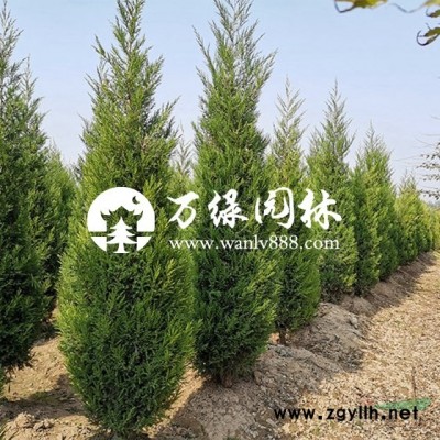 萬常夏石竹價格 常夏石竹圖片 常夏石竹產地 常夏石竹苗圃基地