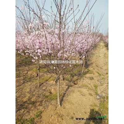供應(yīng)毛桃_桃樹苗木