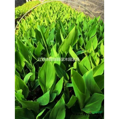 馬尾松|價格_馬尾松圖片_馬尾松產地_馬尾松綠化苗木苗圃基地