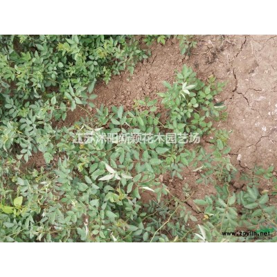 金銀木_叢生金銀木_獨桿金銀木