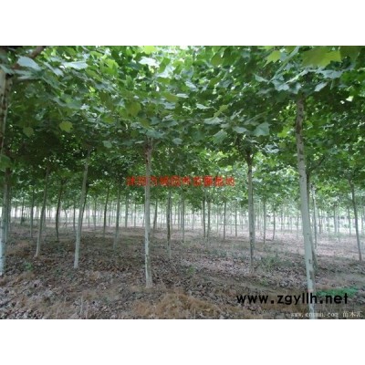 「金葉女貞」金葉女貞苗_價(jià)格_圖片