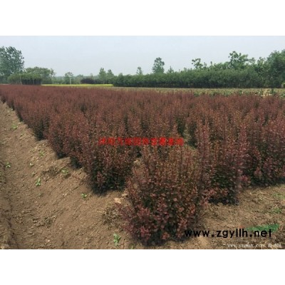 萬綠園林黃槐價格_黃槐圖片_黃槐產地_黃槐綠化苗木苗圃基地