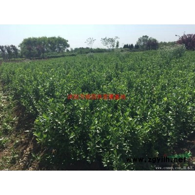 萬冬青球價格_冬青球圖片_冬青球產地_冬青球綠化苗木苗圃基地