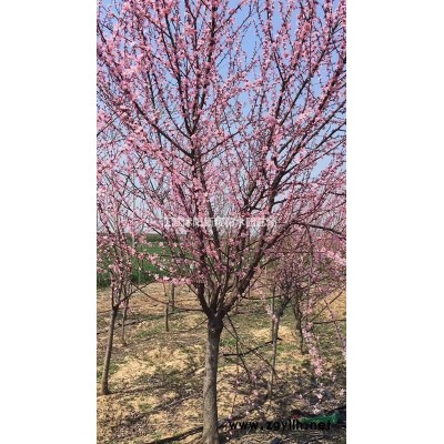 剪股穎草坪_剪股穎草坪產地_剪股穎草坪草皮苗圃基地