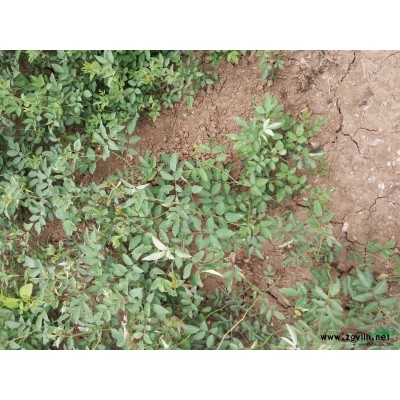 微型月季 地被月季 五彩月季