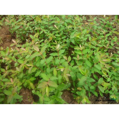 桂花，金桂，丹桂 大桂花樹