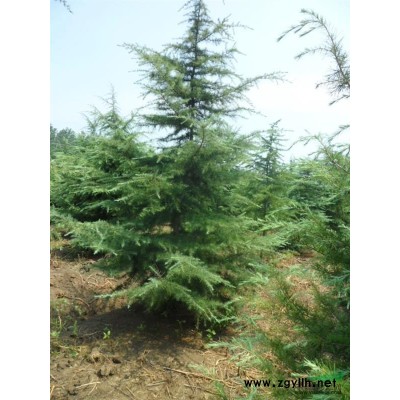 供應貼梗海棠苗木