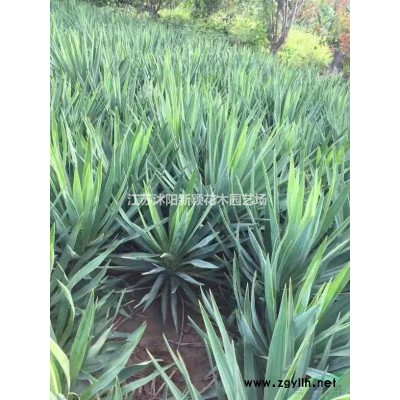 供應紫玉蘭_紅玉蘭苗木