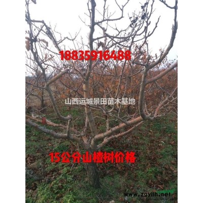 18公分核桃樹·20公分核桃樹價(jià)格產(chǎn)地·供應(yīng)山西絳縣核桃樹