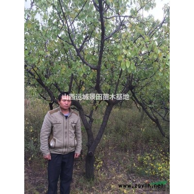 山西7-8-9公分核桃樹多少錢一棵？6公分核桃樹價格是多少錢