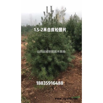 大規(guī)格核桃樹哪有賣的？粗度10公分15公分核桃樹多少錢一棵