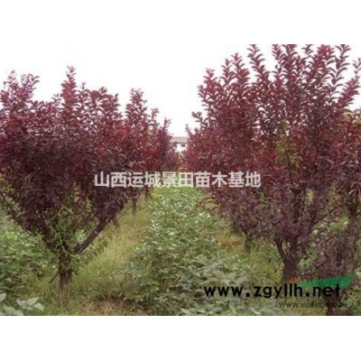 紅葉李地徑15公分_分枝點40公分_高度400公分紅葉李價格