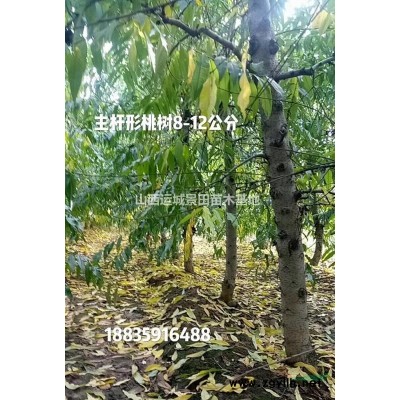 國槐批發價格·行道樹國槐批發價格·山西運城國槐產地價格
