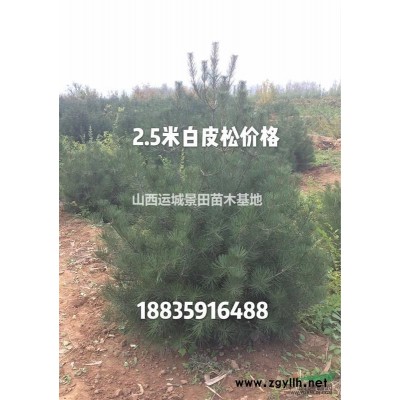 蘋果樹基地，10公分占地蘋果樹，15公分征地賠償蘋果樹量大