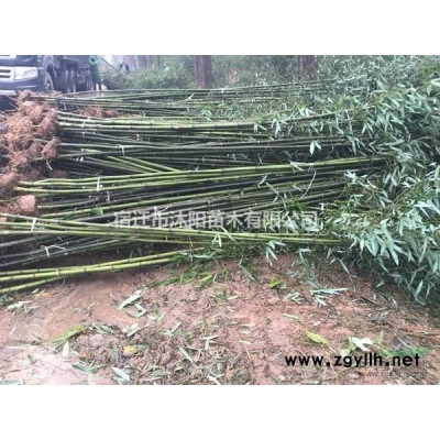 意楊價格_意楊基地_意楊產地_意楊樹綠化苗木苗圃基地