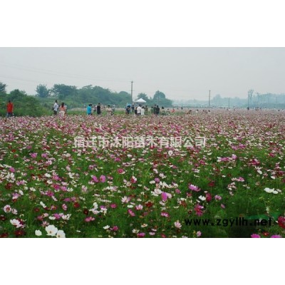 爬行衛矛價格_爬行衛矛產地_爬行衛矛綠化苗木苗圃基地