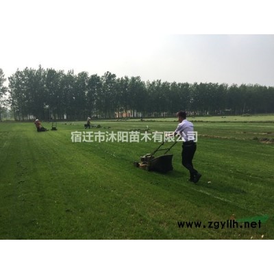 膠州衛矛價格_膠州衛矛產地_膠州衛矛綠化苗木苗圃基地