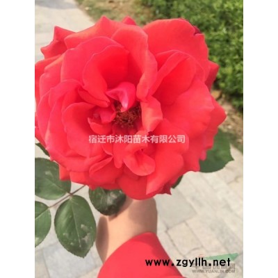 衛矛價格_衛矛圖片_衛矛產地_衛矛綠化苗木苗圃基地