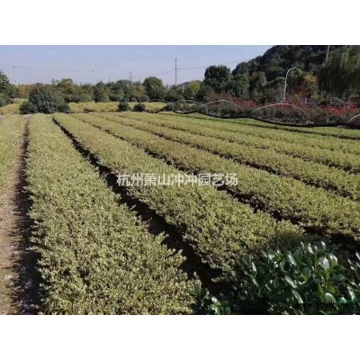 供應精品小葉梔子毛球、色塊
