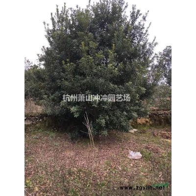 供應(yīng) 八仙花毛球