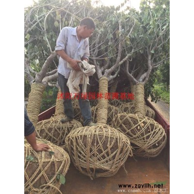 萬綠園林扁柏價格_扁柏圖片_扁柏產地_扁柏綠化苗木苗圃基地