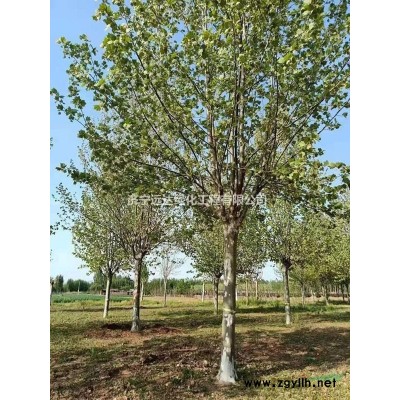 北欒（北京欒）（通貨）（精品北欒）（占地北欒）