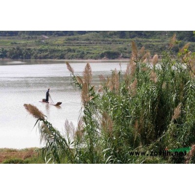 浙江月見草信息