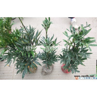 細葉芒圖片\細葉芒報價