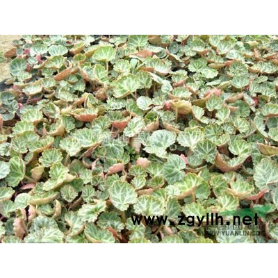 浙江水罌粟 介紹