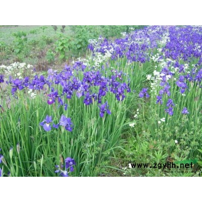 秋海棠行情報價\秋海棠圖片展示