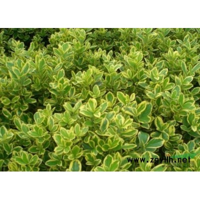 浙江綿毛水蘇信息