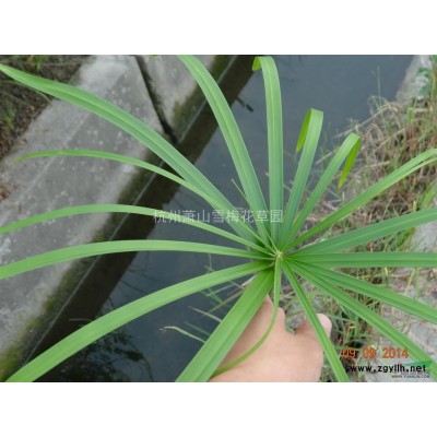 浙江黃菖蒲介紹