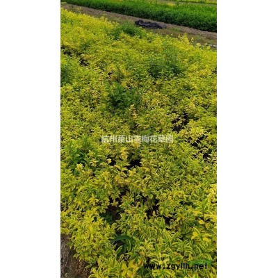 花葉蔓報價/浙江花葉蔓報價