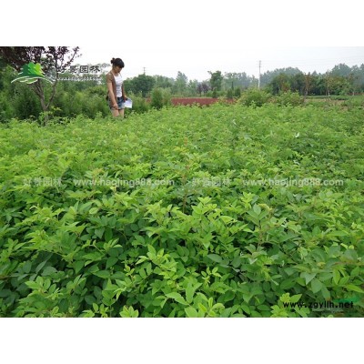 茶梅球價(jià)格_茶梅球圖片_茶梅球產(chǎn)地_茶梅球苗圃基地