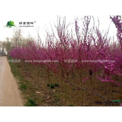 菲白竹價格_菲白竹圖片_菲白竹產(chǎn)地_菲白竹基地