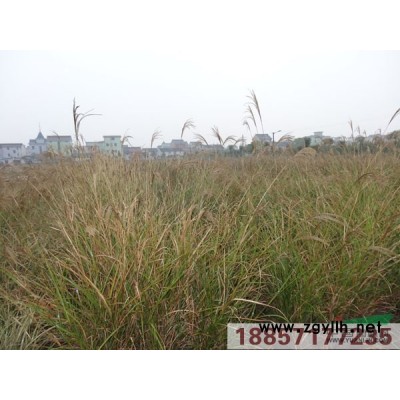 鳶尾*新價格/鳶尾報價