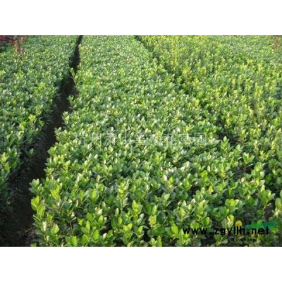 金森女貞 （球、色塊 、地苗 、盆苗）