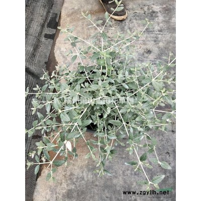 瓜子黃楊 大量供應(yīng)