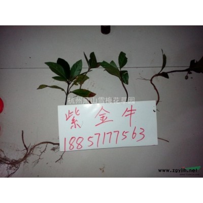 香菇草行情報價\香菇草圖片展示