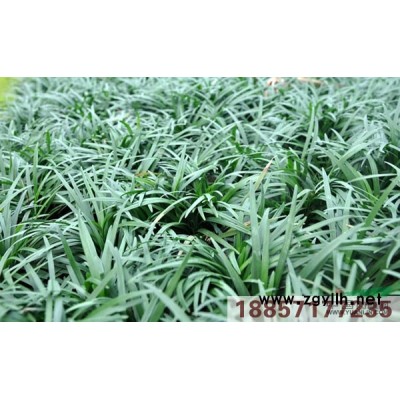 浙江天人菊0.4/盆