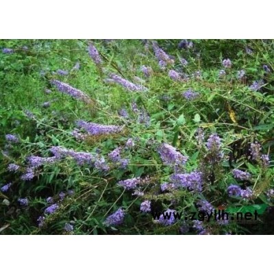 睡蓮1報價/浙江睡蓮1報價