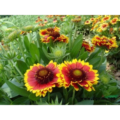 浙江金葉女貞*新報價/金葉女貞圖片