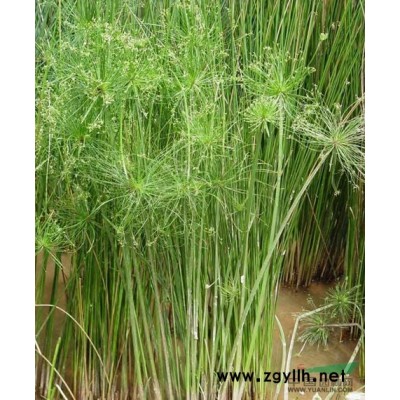 虎耳草報價/浙江虎耳草報價