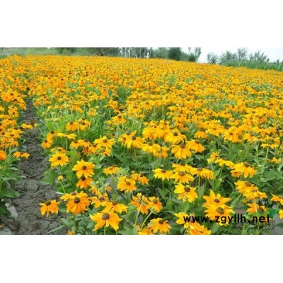 浙江大葉黃楊信息