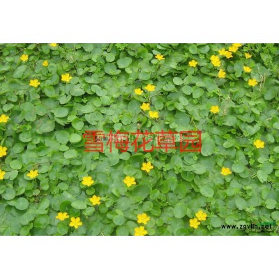 浙江晨光芒*新報(bào)價(jià)/晨光芒圖片