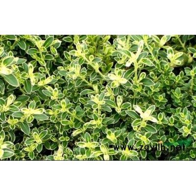 浙江彩葉杞柳*新報(bào)價(jià)/彩葉杞柳圖片