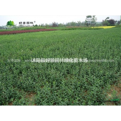 水蔥價格_水蔥圖片_水蔥產(chǎn)地_水蔥基地