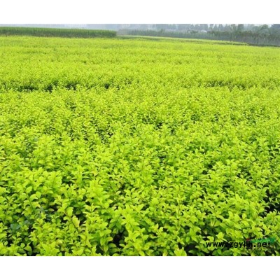 慈姑 供應各種水生植物