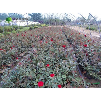 荷花價格_荷花圖片_荷花產地_荷花基地
